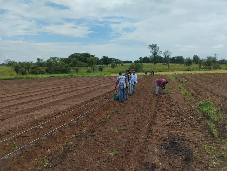 Buscan fortalecer la producción de hierbas medicinales en Santa Rosa, Misiones