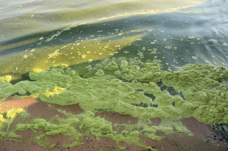 San Bernardino: lago Ypacaraí contaminado está teñido de verde