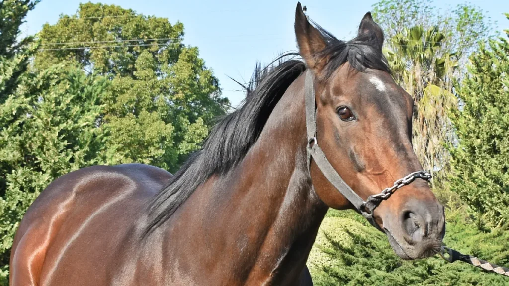 Argentina confirma el primer caso de encefalitis equina en humanos