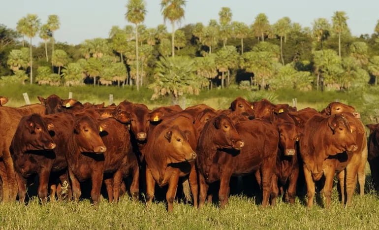 ARP confía en que se mantendrá abierto el mercado de la UE para carne