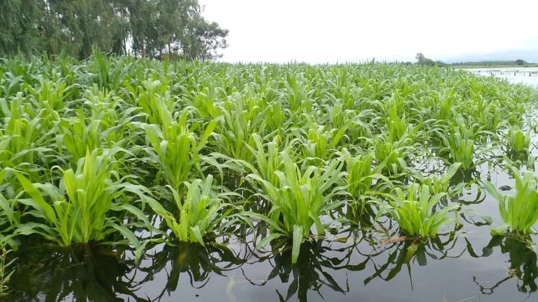 Gran parte de Ñeembucú bajo agua luego de la intensa lluvia