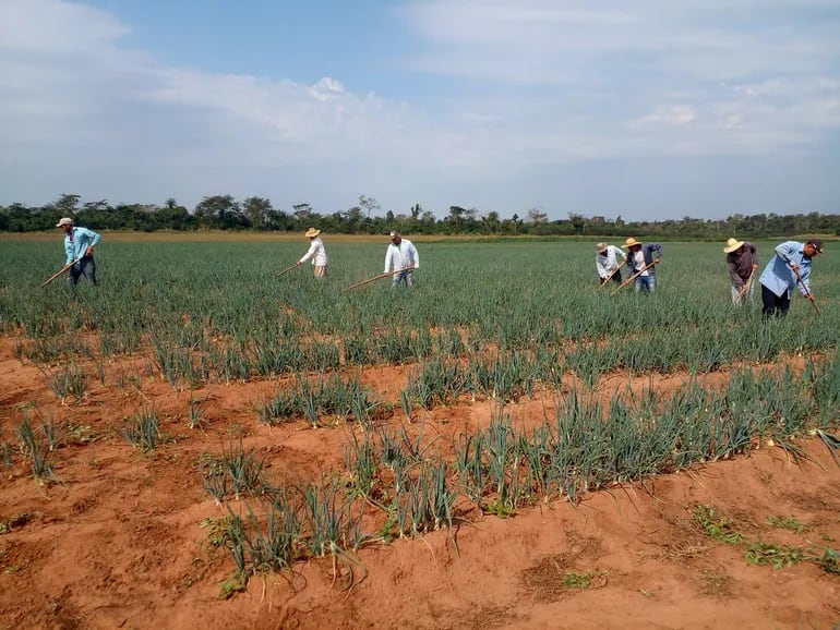 Pequeños productores repudian avance de negociaciones con la UE e implementación de norma N° 1115