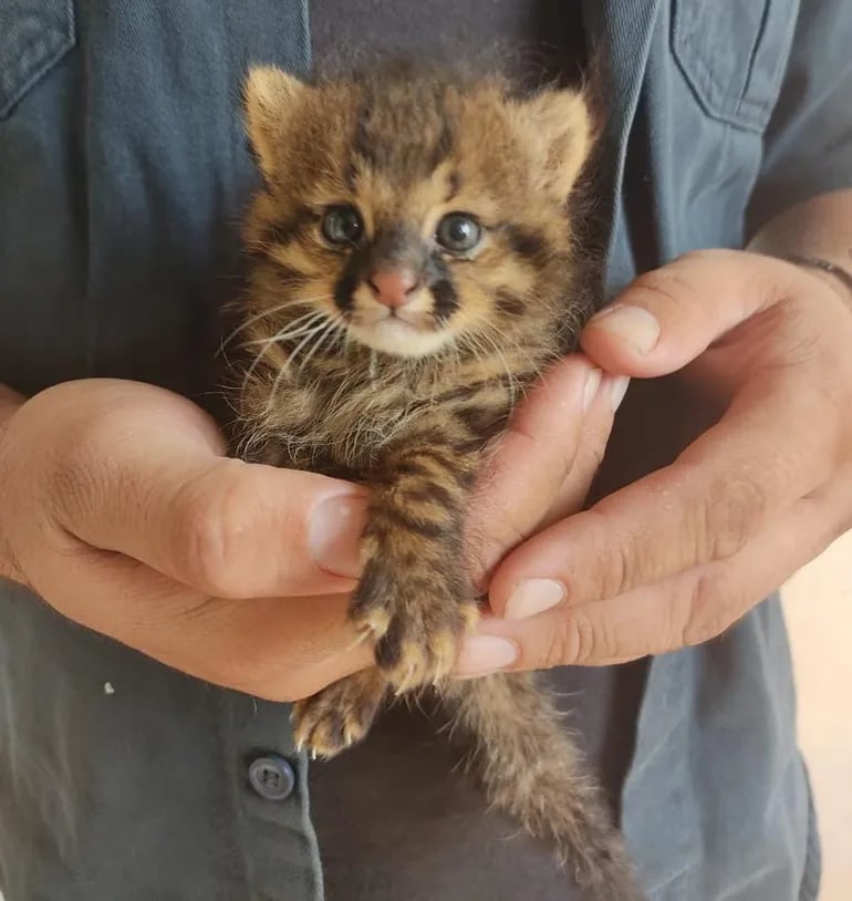 Refugio Urutaú: temporada alta en rescate de animales silvestres