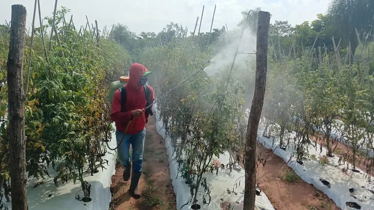 Alto precio de fungicidas elevó costo de producción de tomates