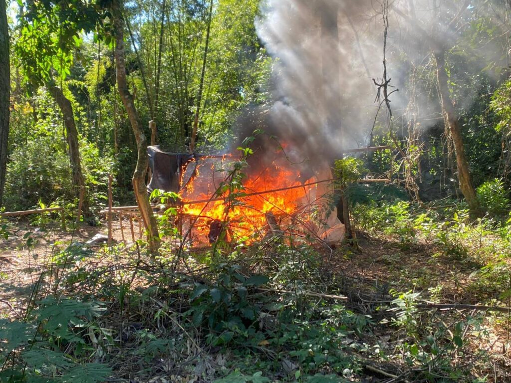 Descubrimiento y destrucción de plantaciones de marihuana en Paraguay.