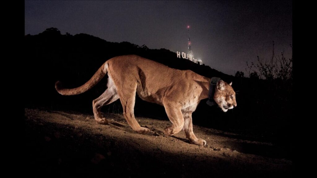 Estrella felina emerge en Hollywood, presagiando un brillante futuro.