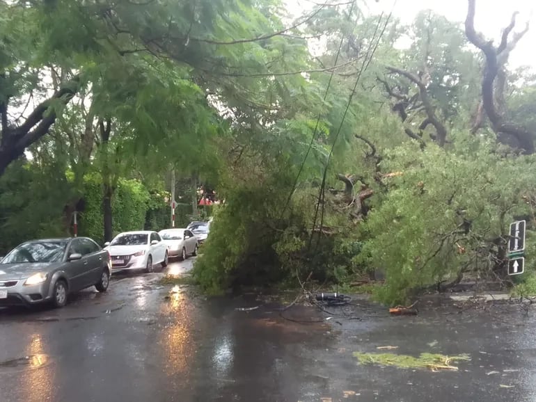 Imponente árbol cayó, soltó cables y afecta tránsito en calle Alas Paraguayas