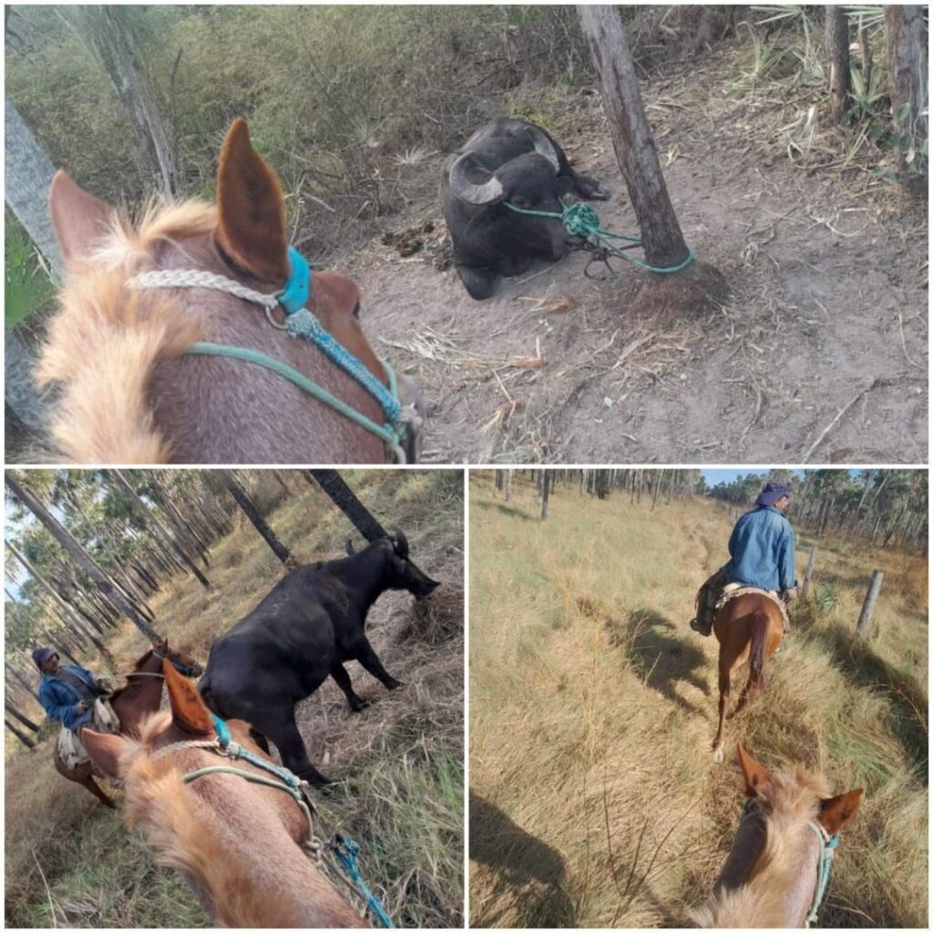 Recuperación de animales denunciados como hurtados en Huratados Periquito