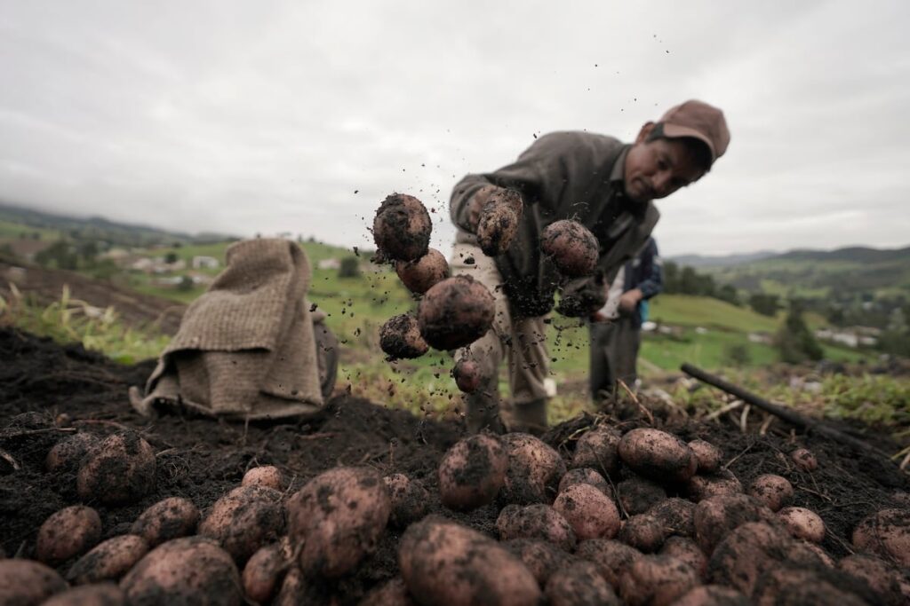 Colombia se suma al fracaso de las papas fritas europeas