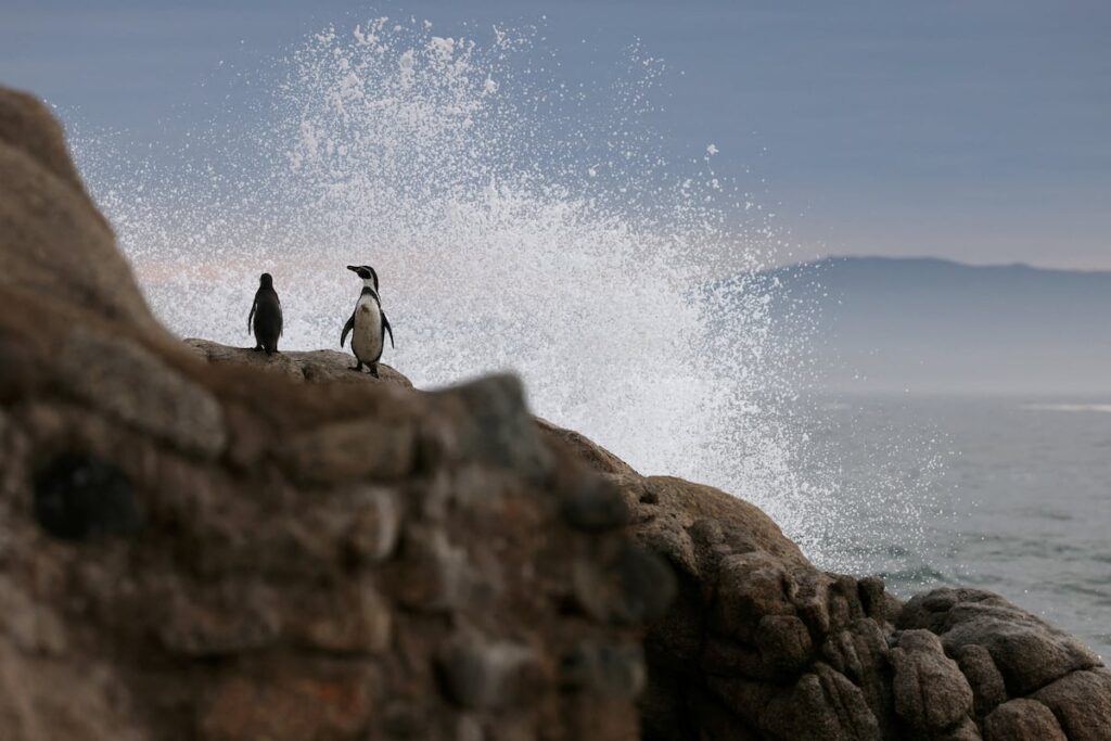 Pingüinos de Humboldt enfrentan extinción en costas chilenas.