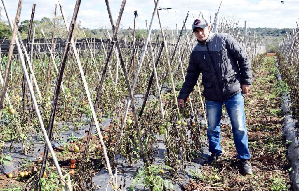 Cómo proteger los cultivos de las heladas – Clima