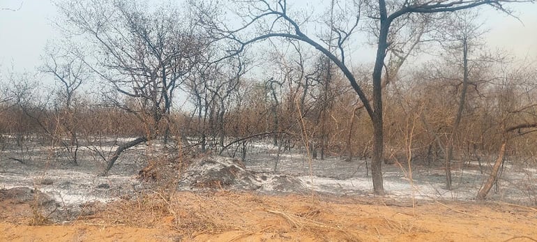 Incendios forestales: tras las lluvias vuelve la calma al Alto Paraguay