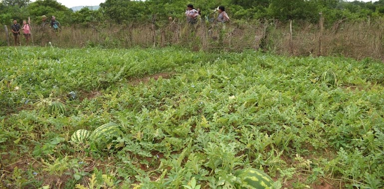 Productores de sandía de Paraguarí esperan una temporada exitosa con buenos precios