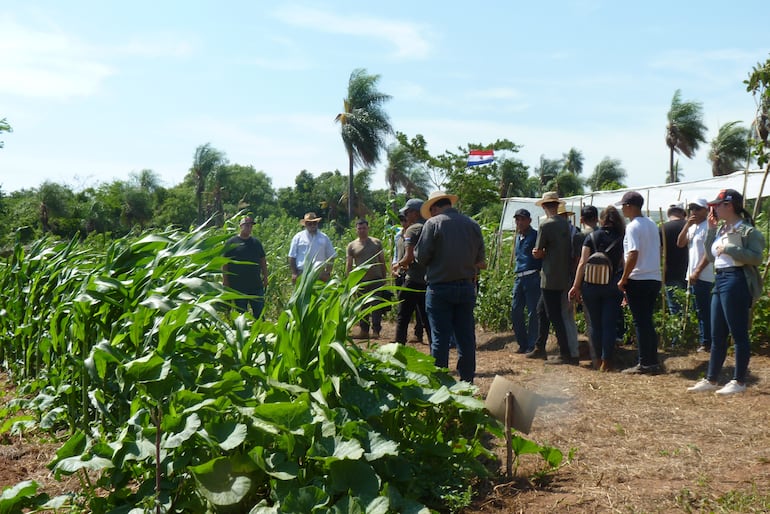 Carapeguá: Estudiantes universitarios presentan propuestas de diversificación productiva en el “Día de Campo Agro”