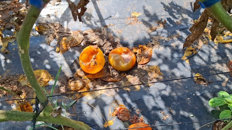 Concepción: 10 mil kilos de tomate se perdieron ante poca cantidad de instituciones beneficiadas por el programa Hambre Cero