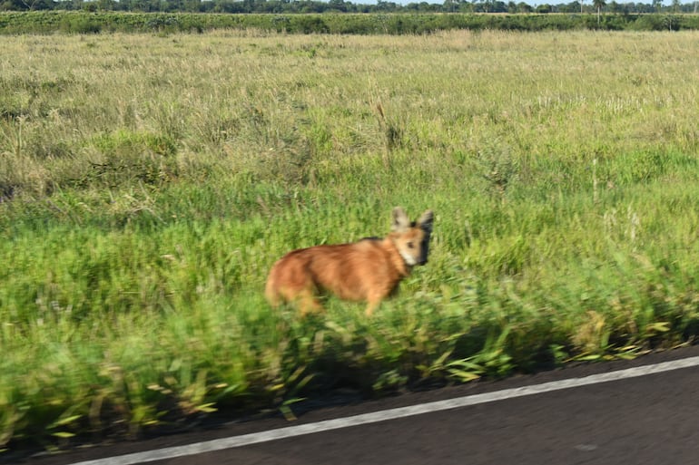 Un atractivo ejemplar de aguará guazú es visto en la zona del embalse de Yacyretá