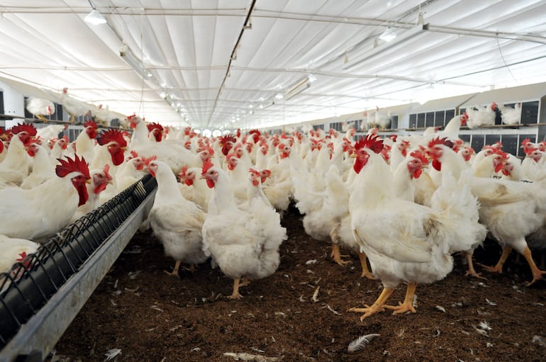 ¿Aumentó el precio de la carne de pollo? Esto dicen desde Avipar