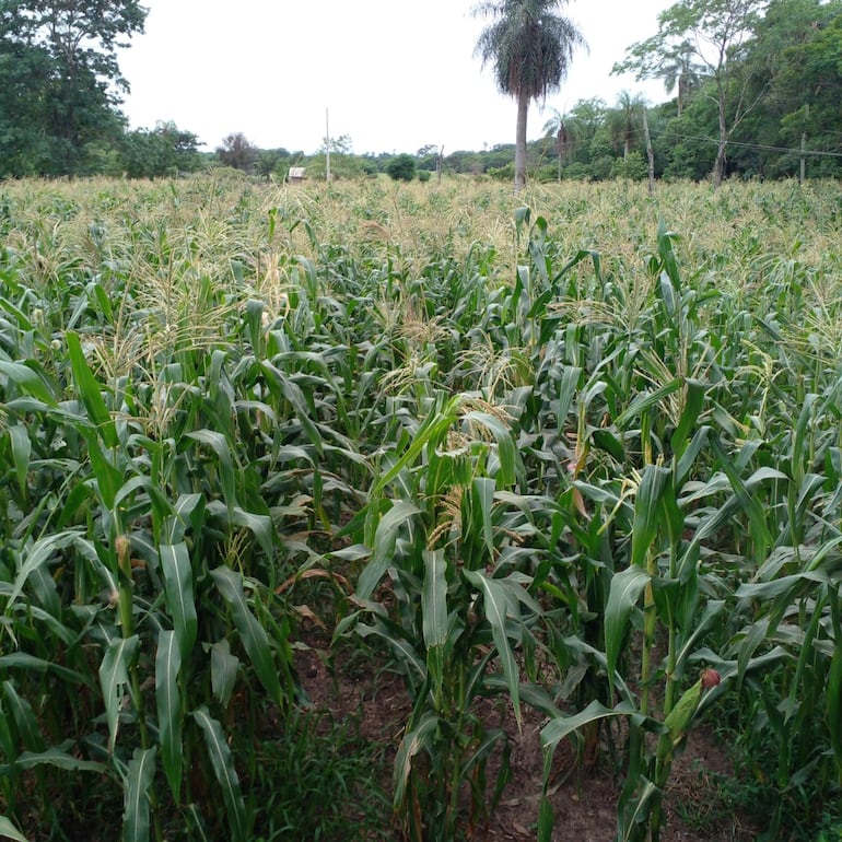 Zafriña de soja muestra resultados variables, pero dentro de las “expectativas”