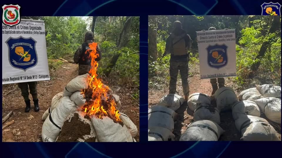 Destrucción histórica de marihuana en allanamiento en Canindeyú