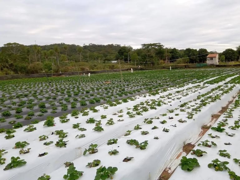Itauguá también se posiciona como tierra de frutillas: lo que pocos saben de este cultivo exigente y delicado