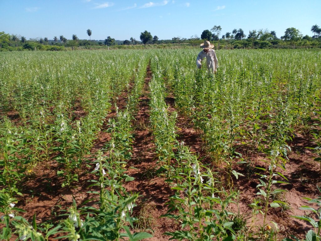 Más del 90% de la producción de sésamo se destina al comercio exterior