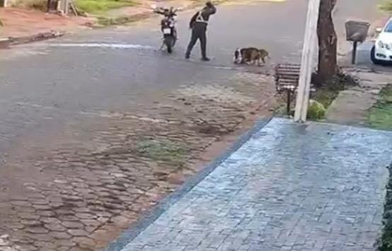 Video: Así fue el mortal ataque de dos pitbulls a un caniche