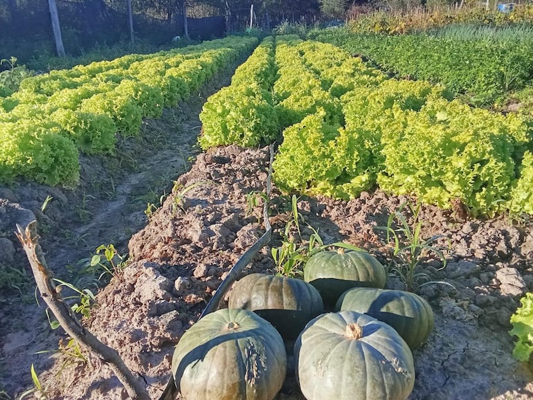 En medio de la orfandad estatal, productor se destaca en el cultivo de hortalizas en Fuerte Olimpo