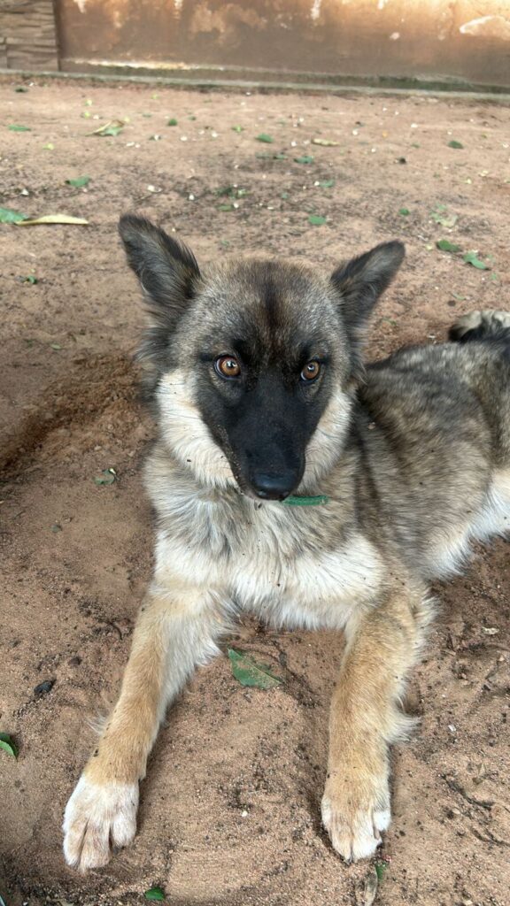 Aprehenden a un hombre en Benjamín Aceval por presunto maltrato animal