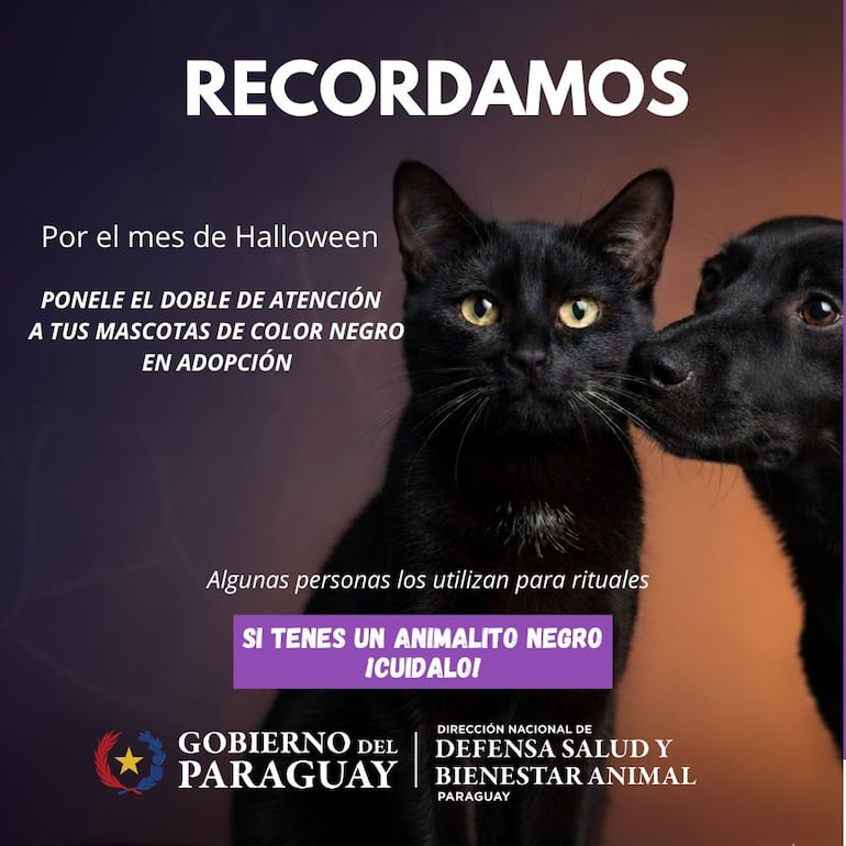 Mucha atención con las mascotas negras este mes: esta es la razón